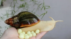 Snail akatina a pus ouăle ce să facă, după cât de mult trapa